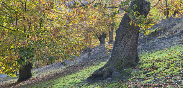 Castaños del Bierzo